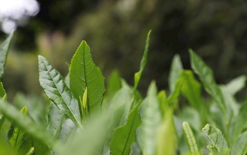 茶葉大國(guó)應(yīng)用，土壤養(yǎng)分檢測(cè)儀可以對(duì)茶葉合理施肥有何等指導(dǎo)作用？