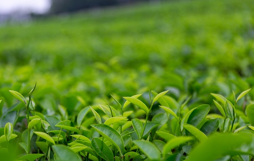 土壤溫濕度儀助推傳統(tǒng)茶產(chǎn)業(yè)優(yōu)質(zhì)發(fā)展，指導灌溉作業(yè)