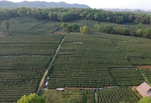 肥料不是越多越，利用測土儀提高化肥利用率