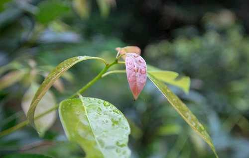 如何利用土壤墑情測(cè)量?jī)x指導(dǎo)香樟樹培育？