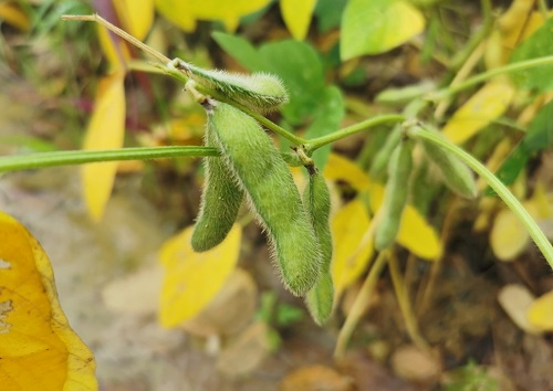 大豆種植不景氣？土壤養(yǎng)分測(cè)試儀找到了新出路