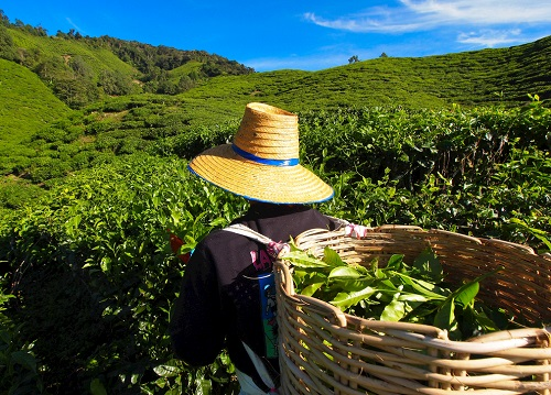 茶園里面的土壤應(yīng)該如何檢測(cè)？利用土壤儀器對(duì)茶園土壤的有效管理